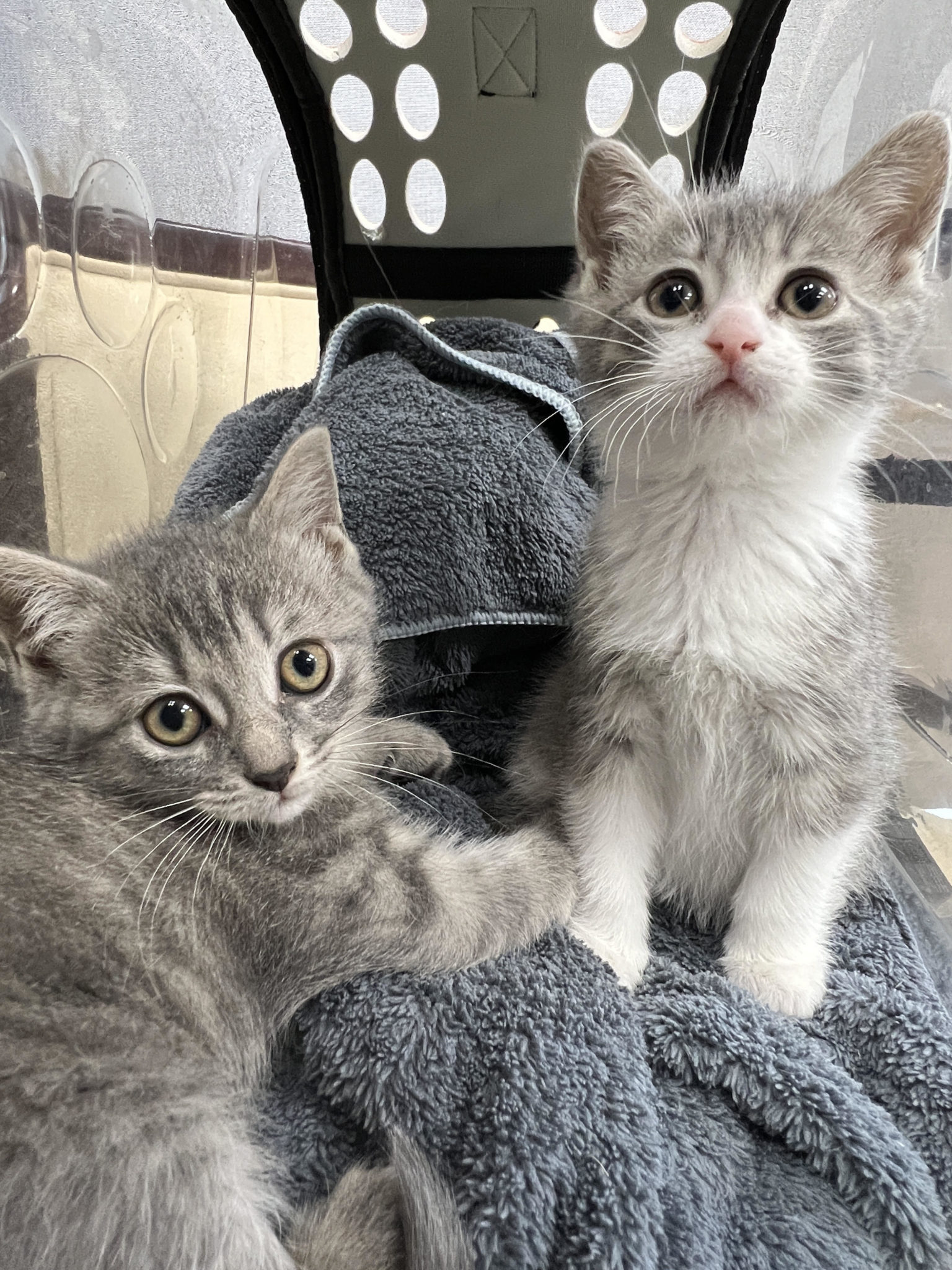 Croissant & Eclair – Grand River All Breed Rescue